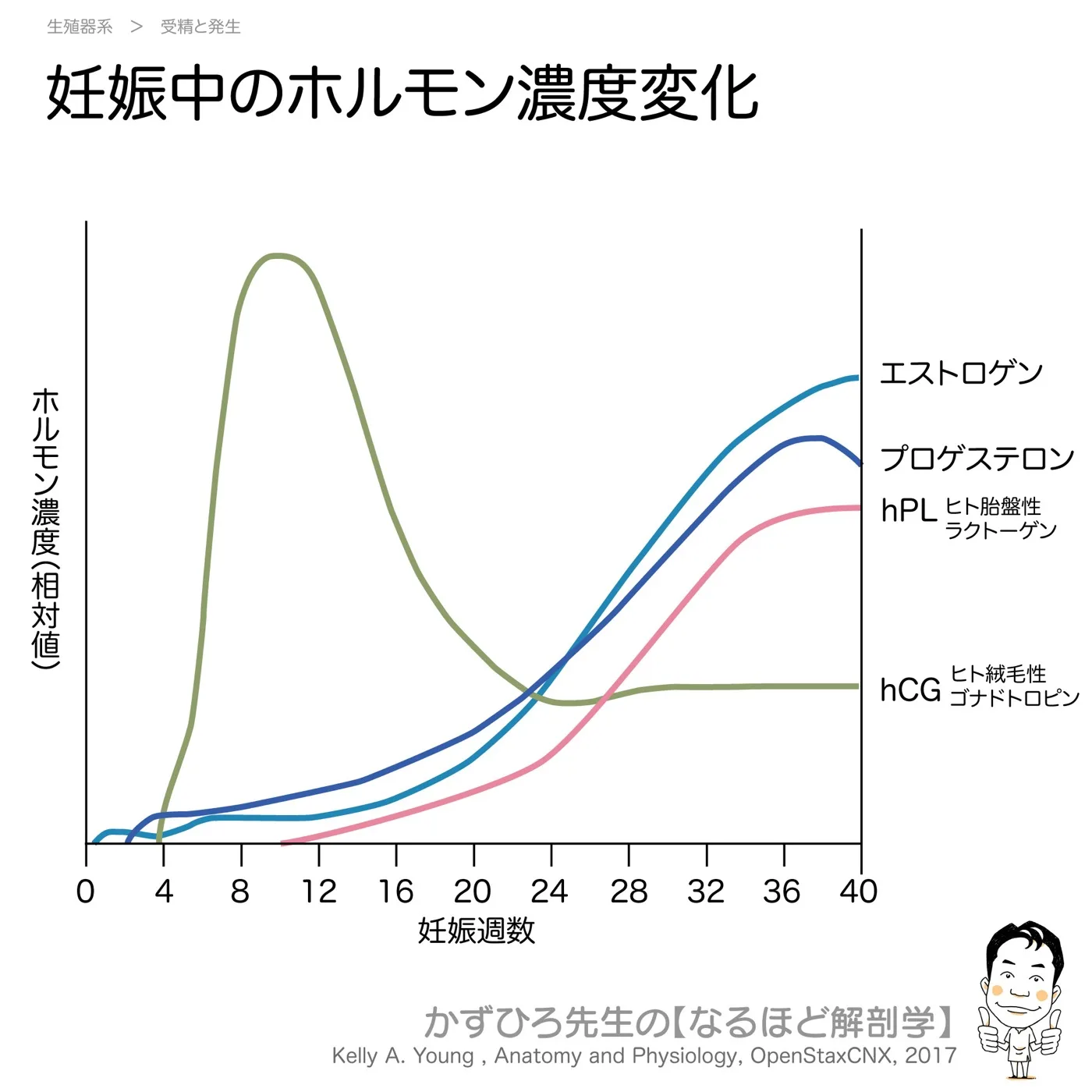 妊娠中のホルモン濃度変化