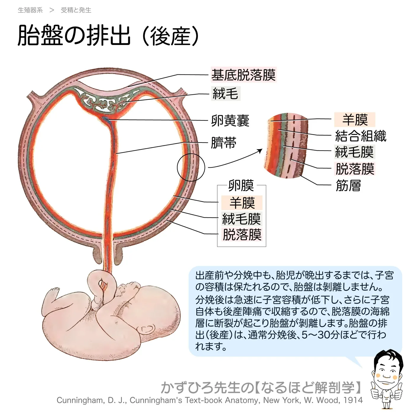 胎盤の形成7後産
