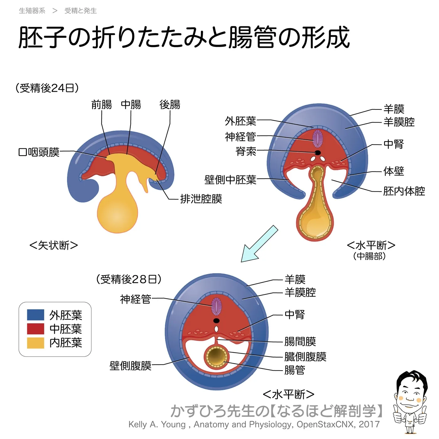 胚子の折りたたみ
