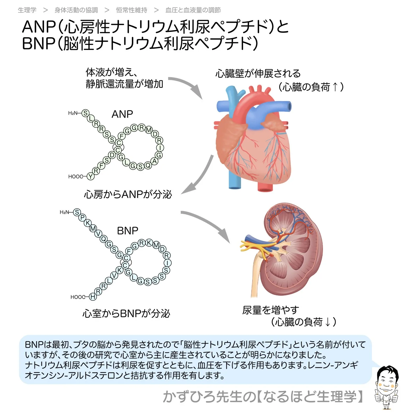 内分泌系-ANPとBNP