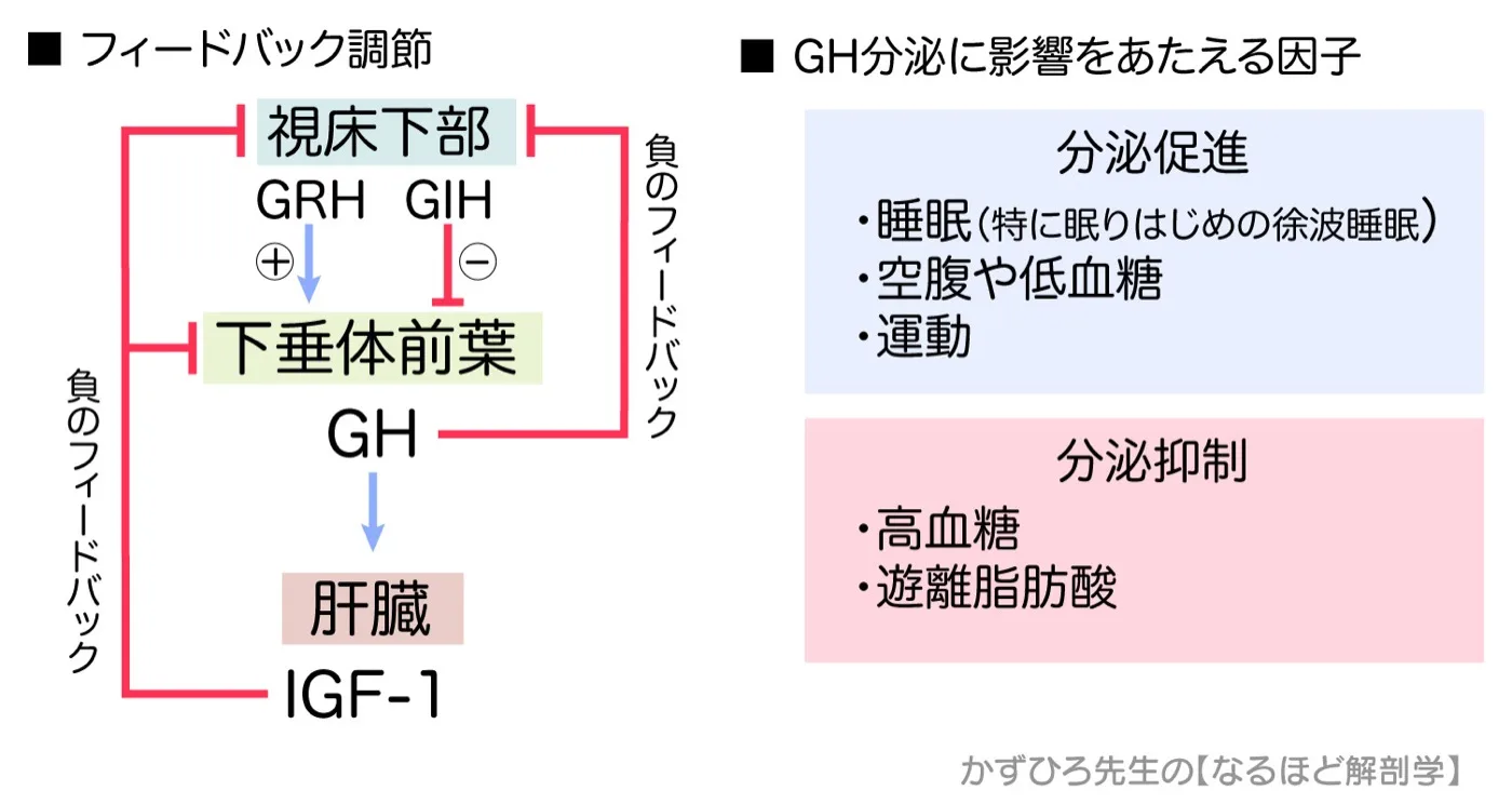 内分泌系-GHの分泌調節