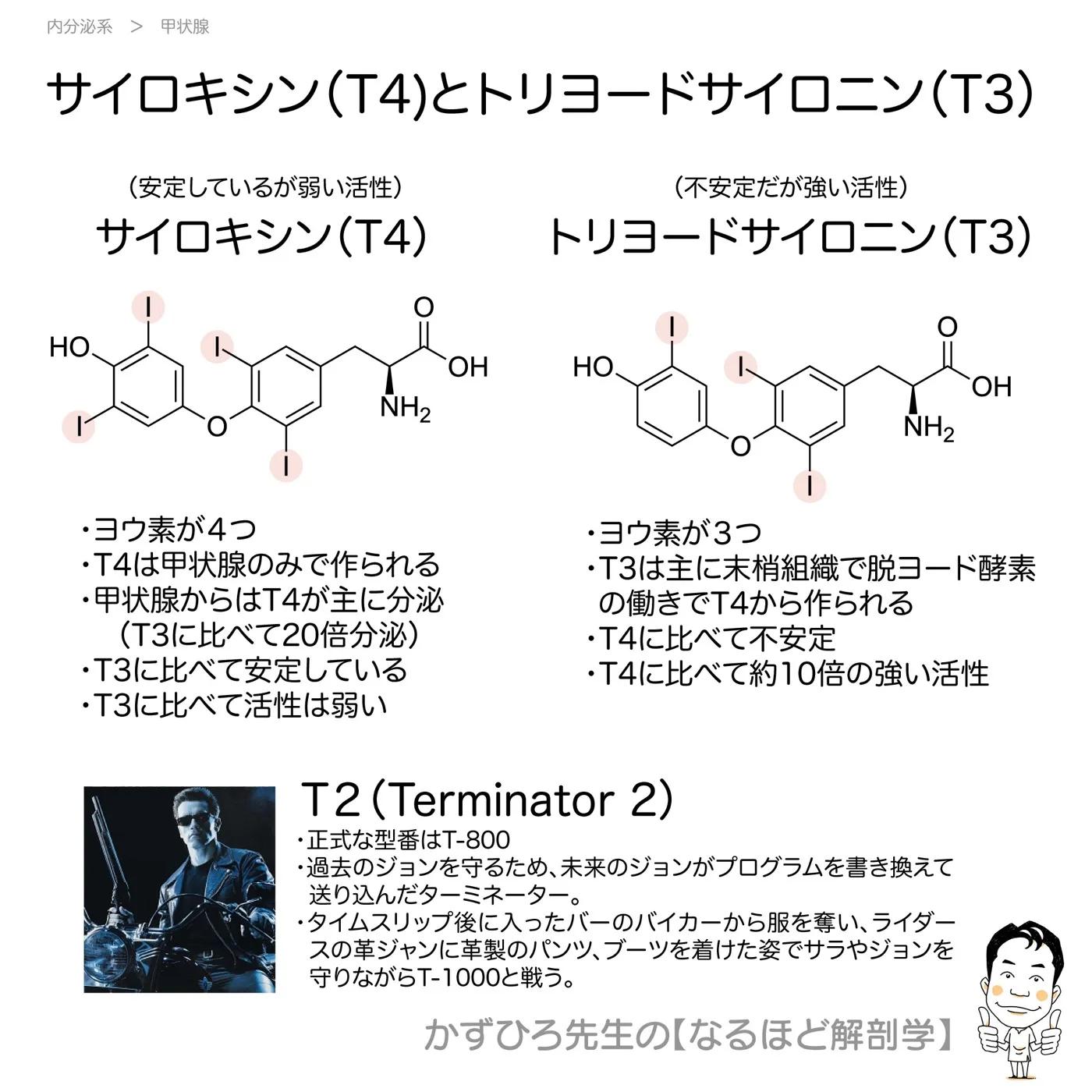 内分泌系-サイロキシン（T4）とトリヨードサイロニン（T3）の違い