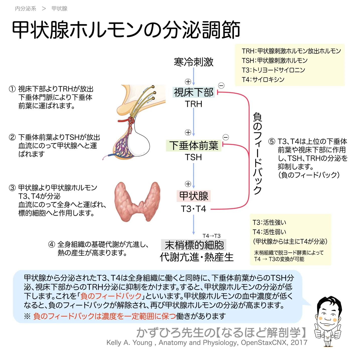 内分泌系-甲状腺ホルモンの分泌調節