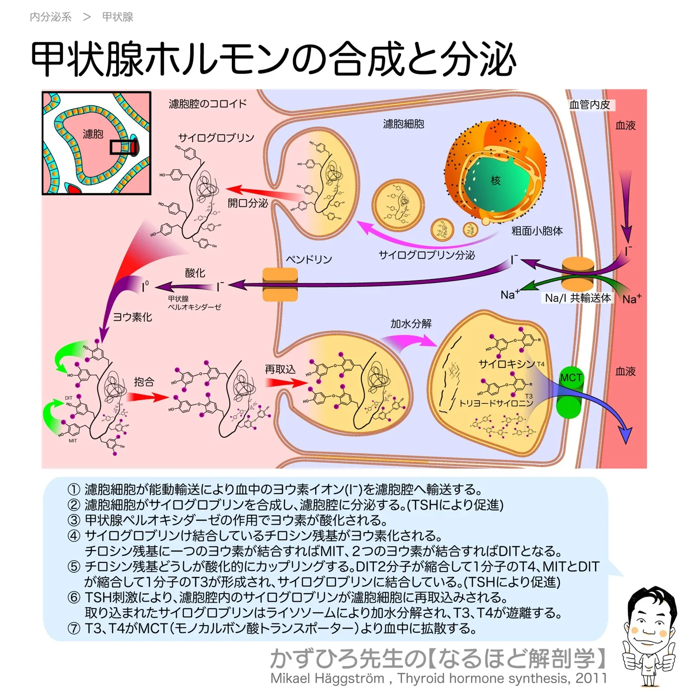 内分泌系-甲状腺ホルモンの分泌過程