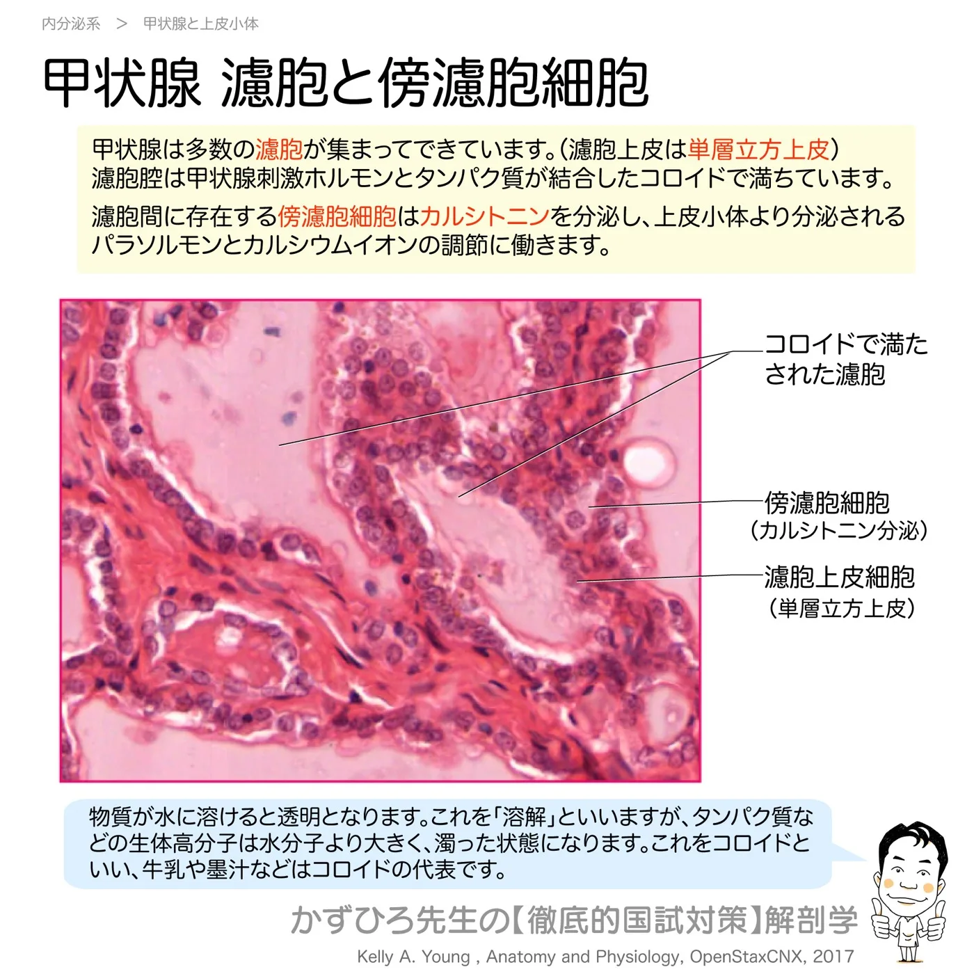 内分泌系甲状腺-濾胞と傍濾胞細胞