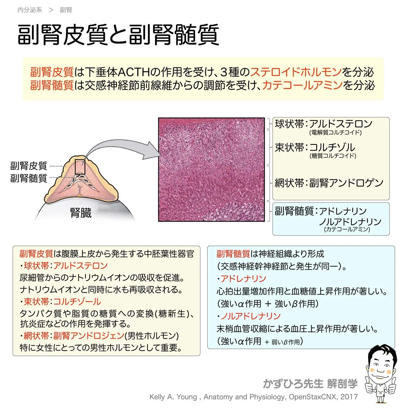 内分泌系-副腎皮質と副腎髄質