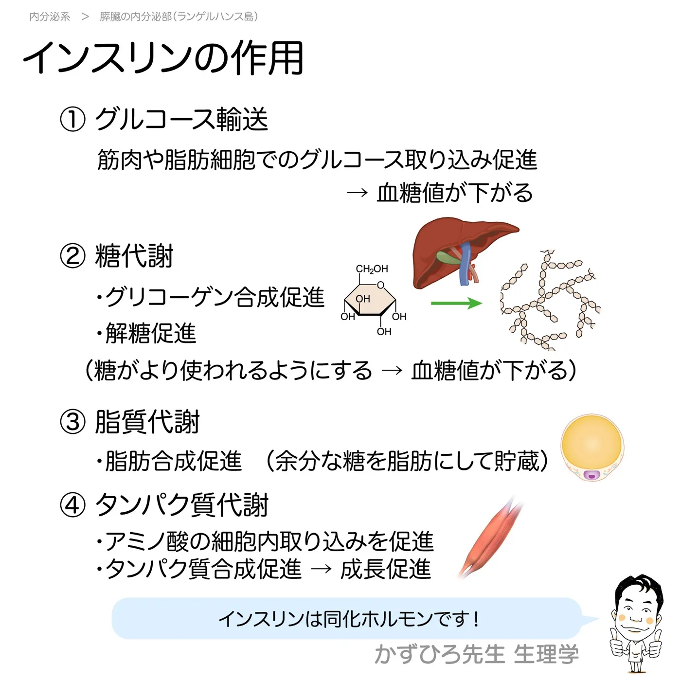内分泌系-インスリン