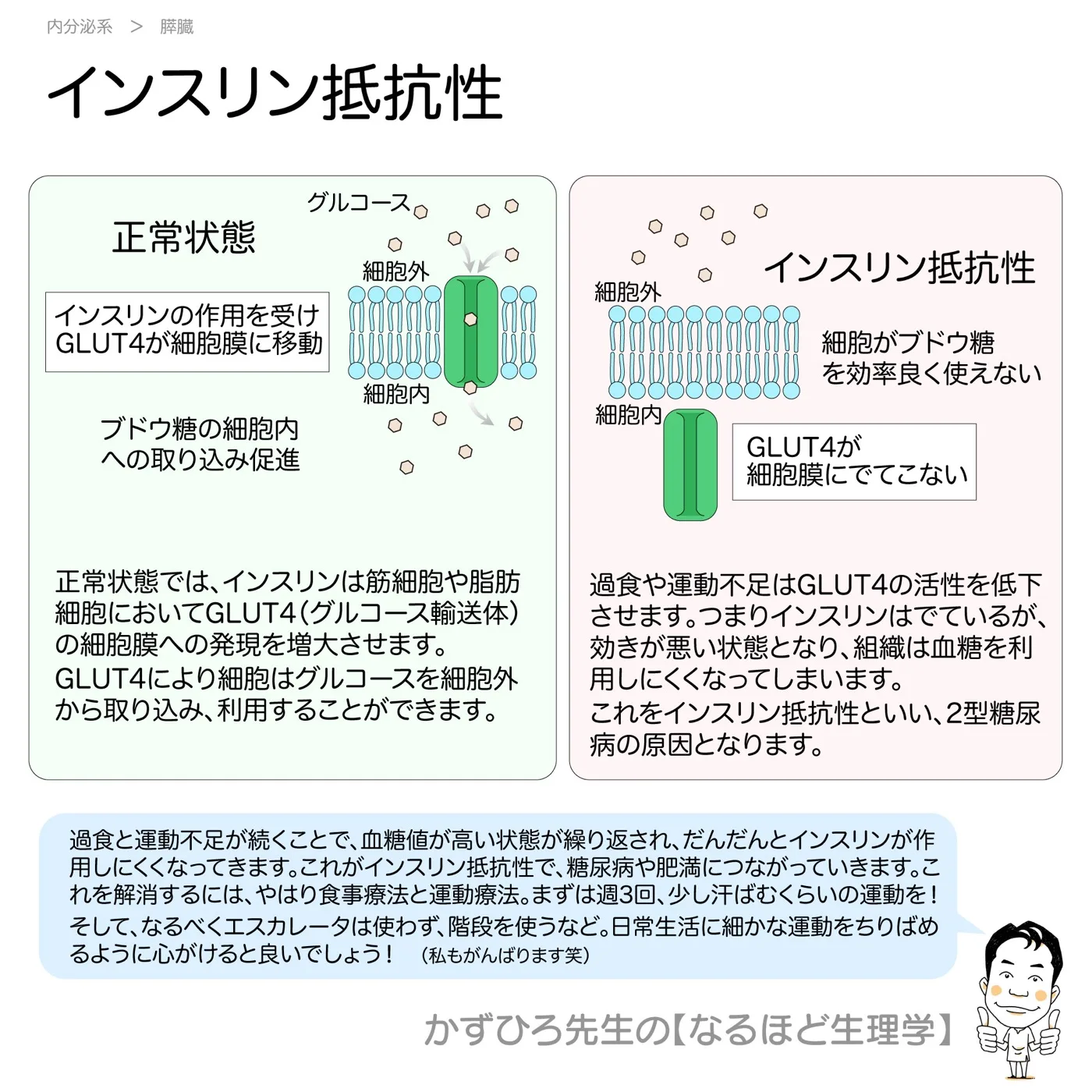 内分泌系-膵臓-インスリン抵抗性