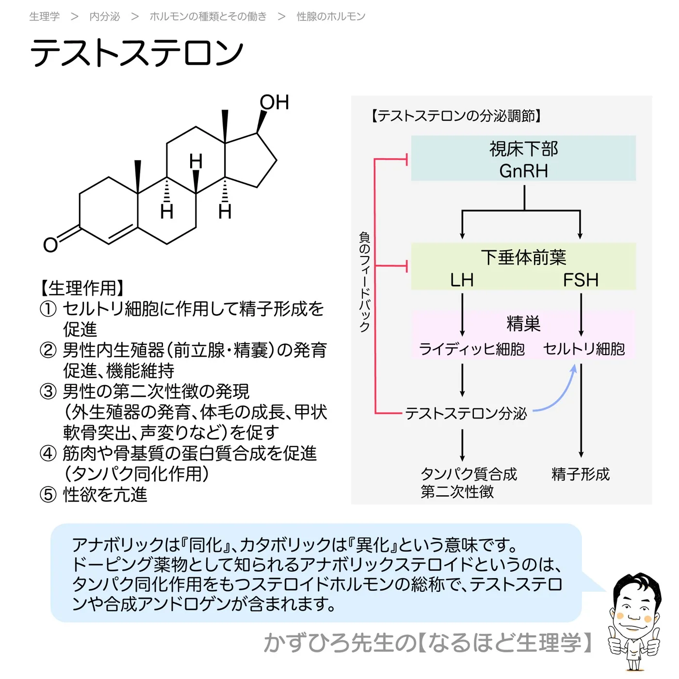 テストステロン