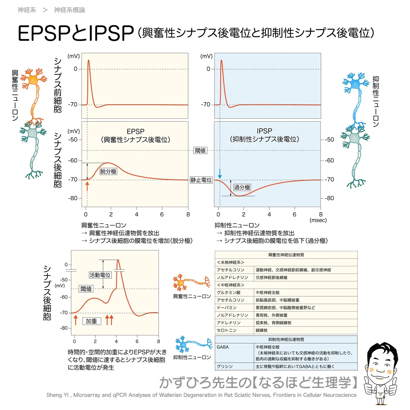 興奮性ニューロンと抑制性ニューロン
