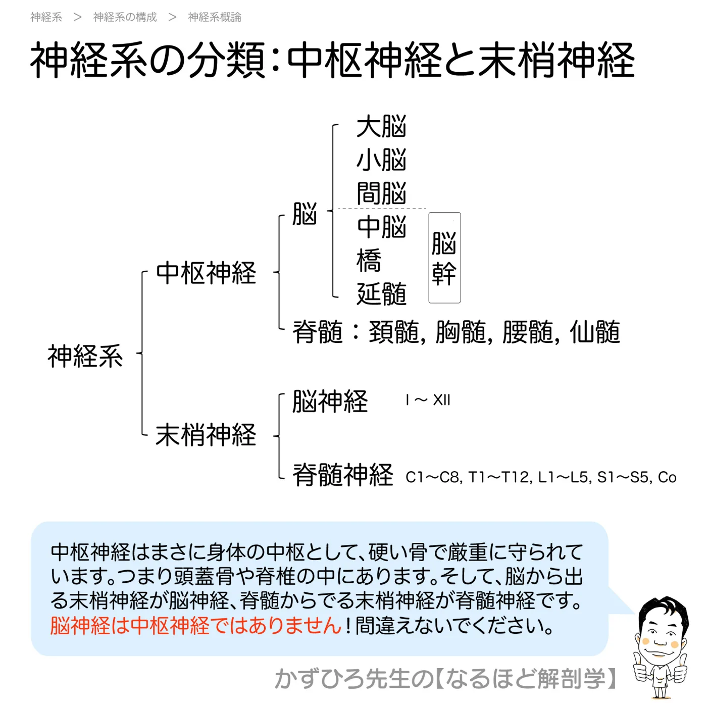 中枢神経と末梢神経