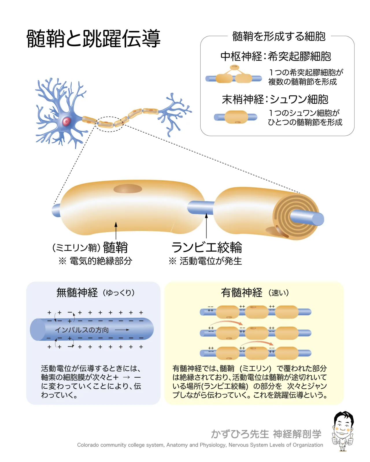 髄鞘と跳躍伝導