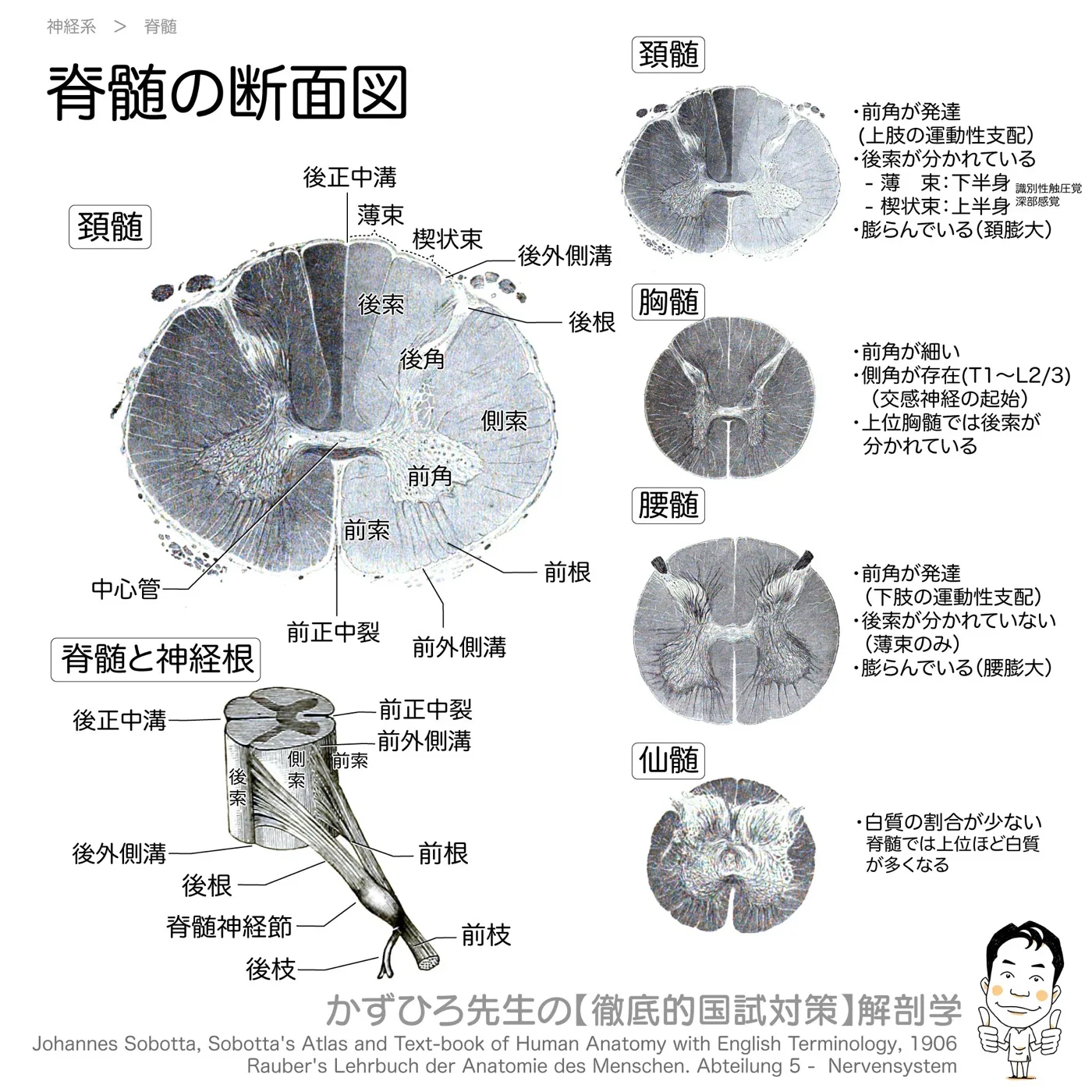 神経系-脊髄の断面