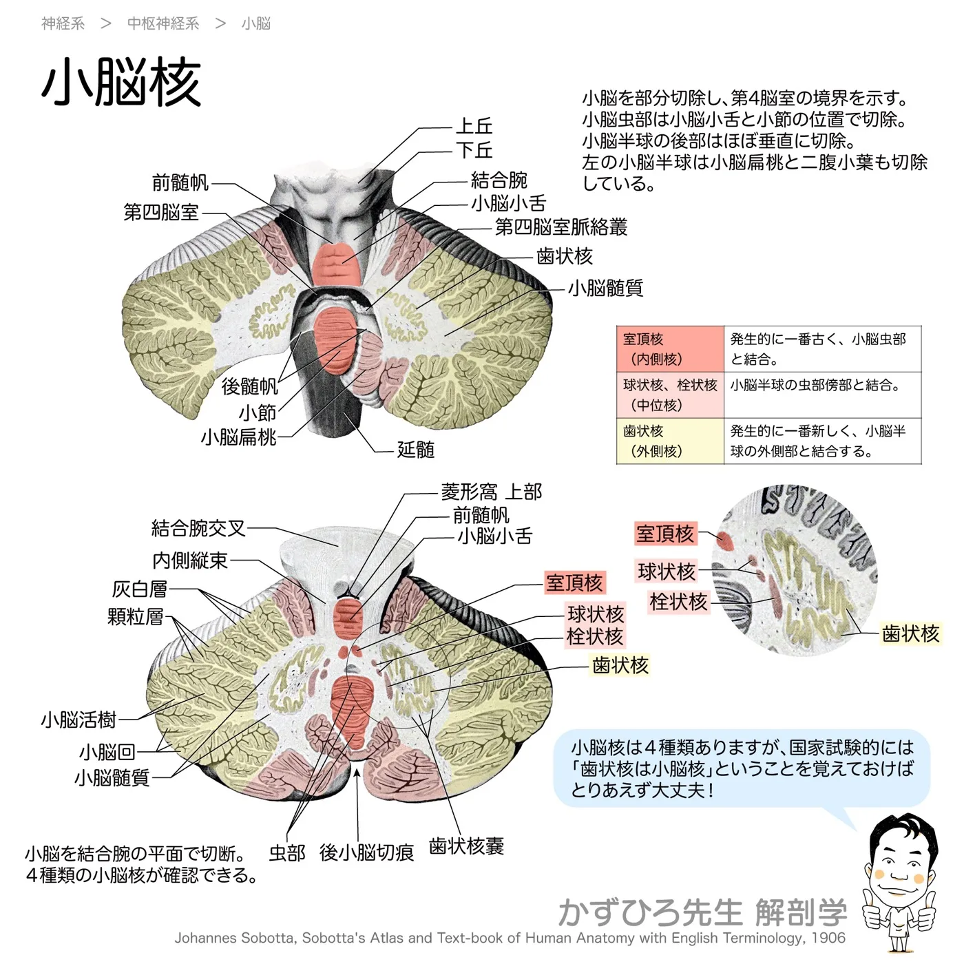 小脳核