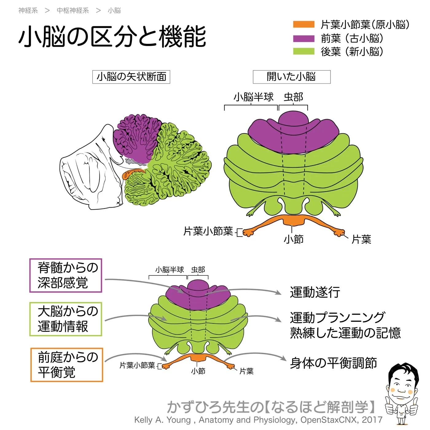 神経系-小脳の区分と機能