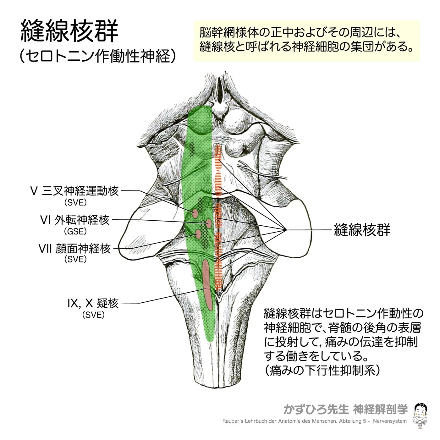 脳幹-後面-網様体と縫線核群