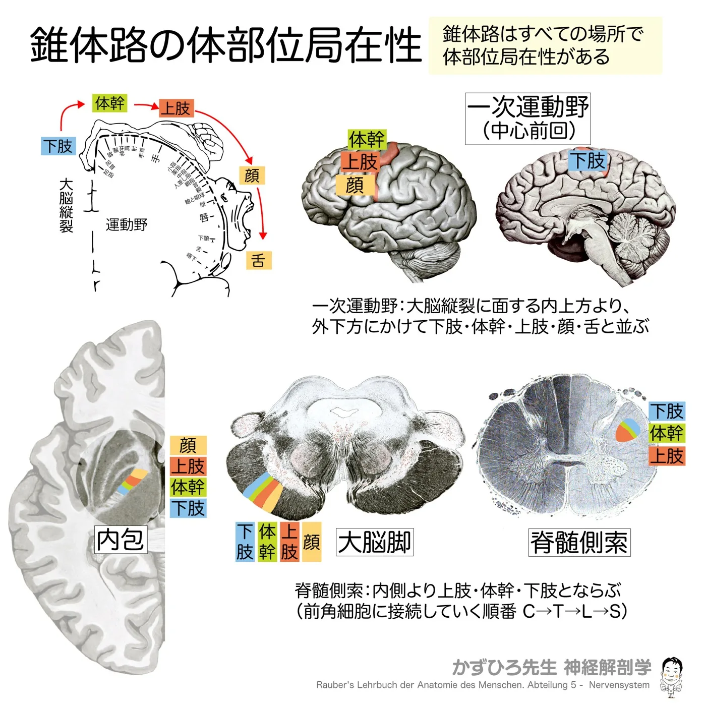 体部位局在性