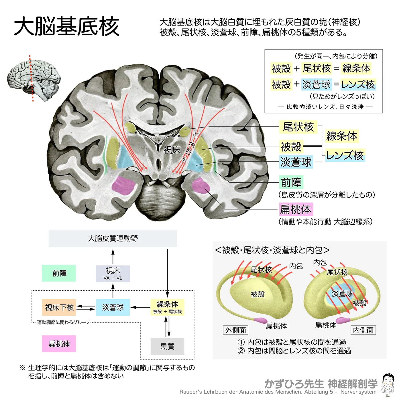 大脳基底核
