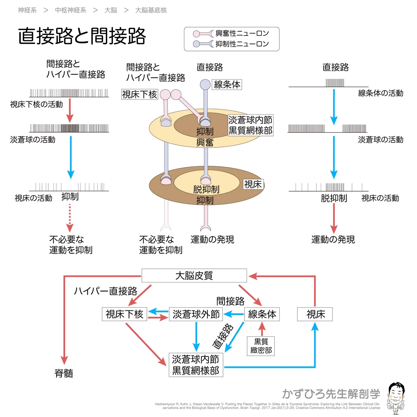 大脳基底核の連絡、直接路と関節路-チャート
