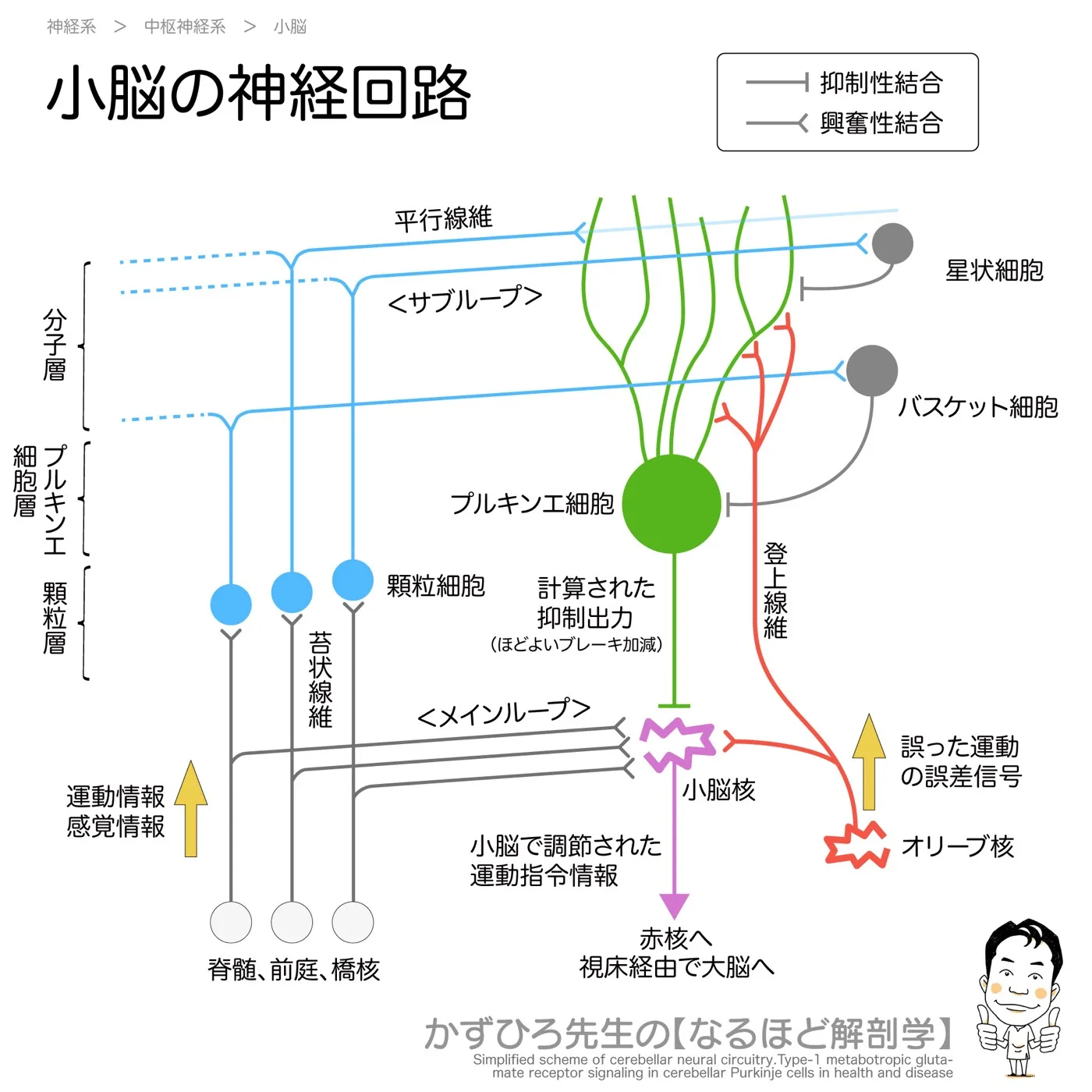 小脳の神経回路