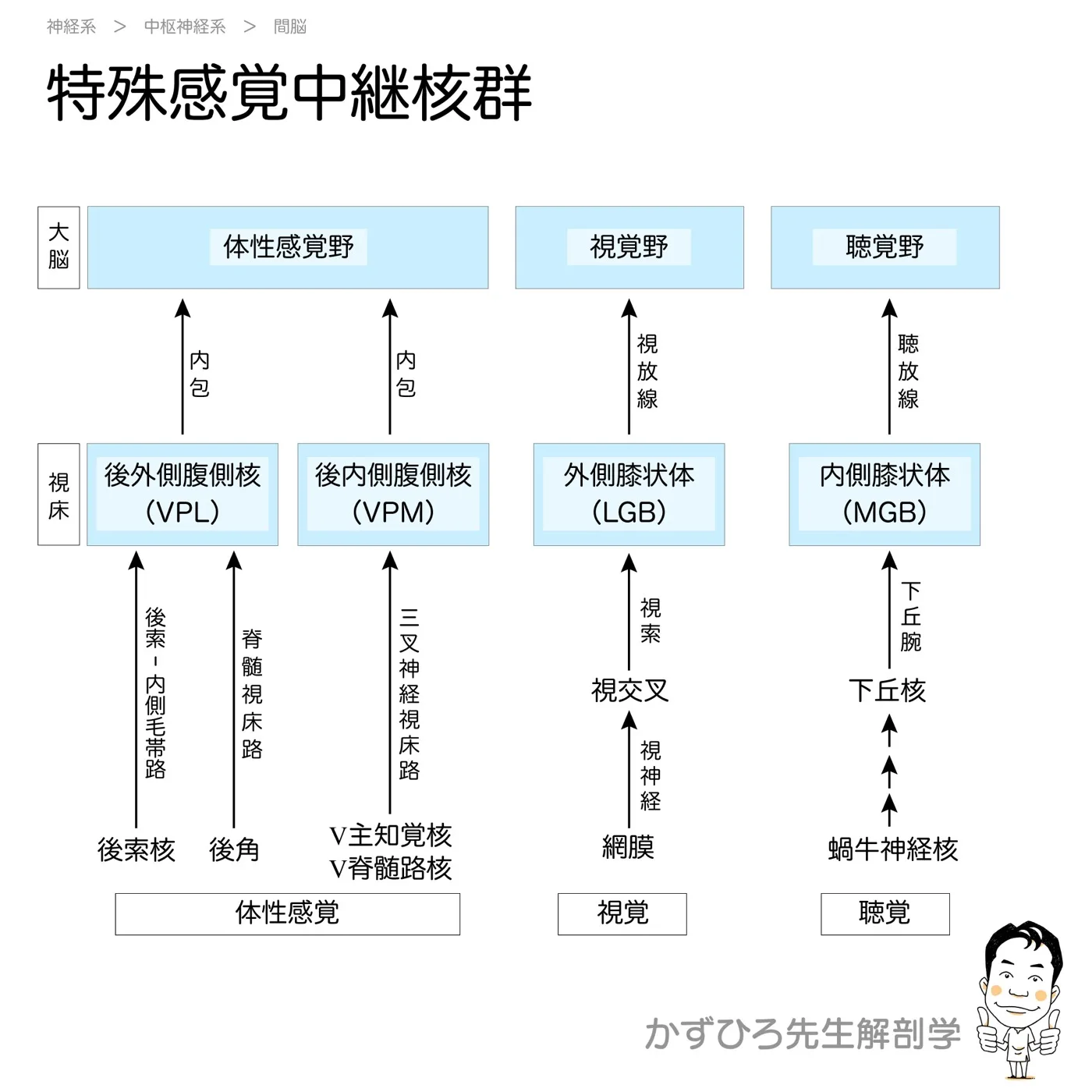 特殊感覚中継核群