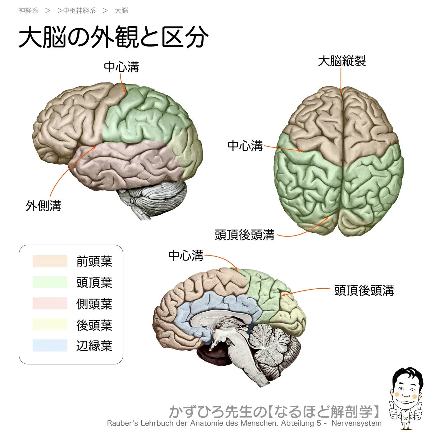 神経系-大脳の外観