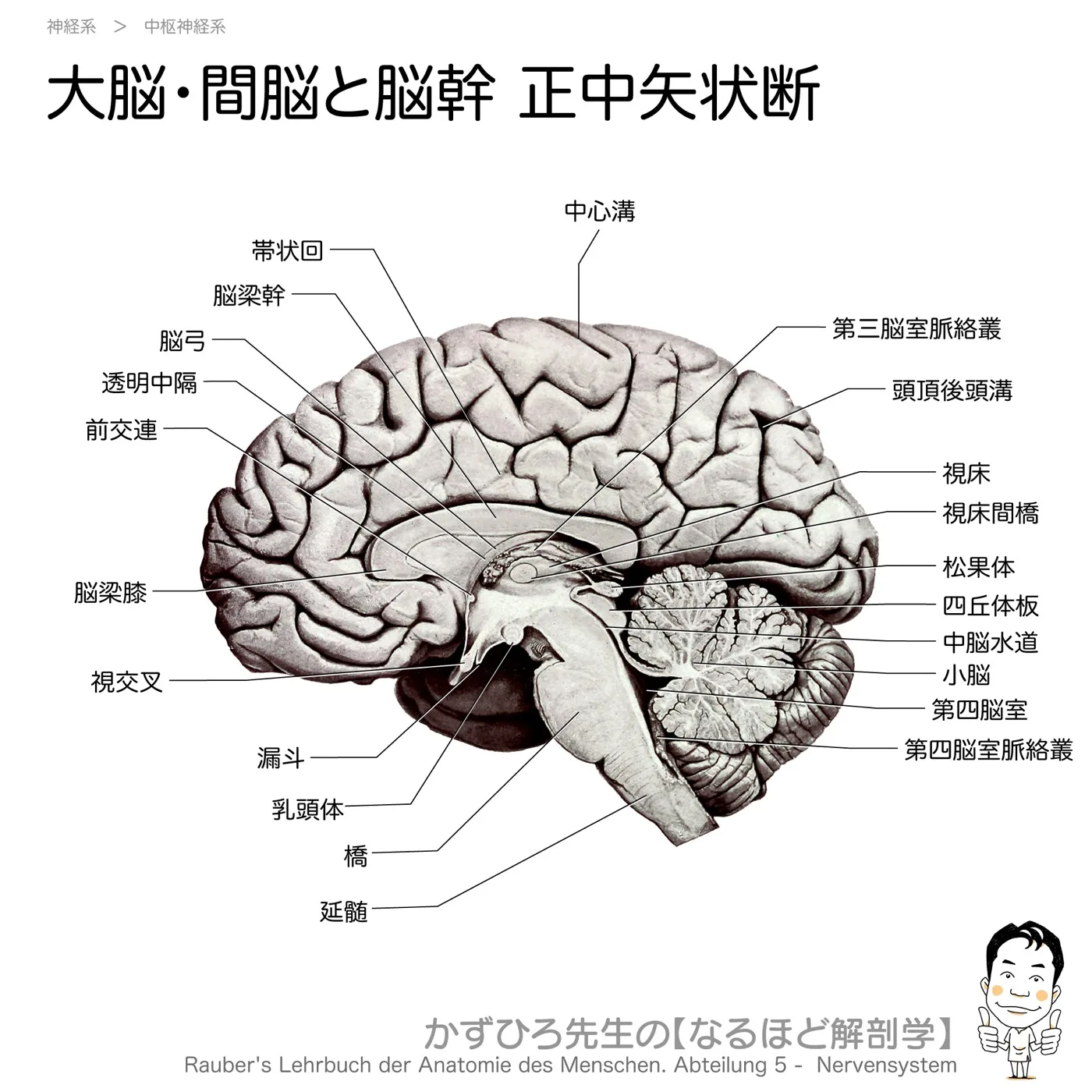 神経系-大脳・間脳と脳幹-正中矢状断