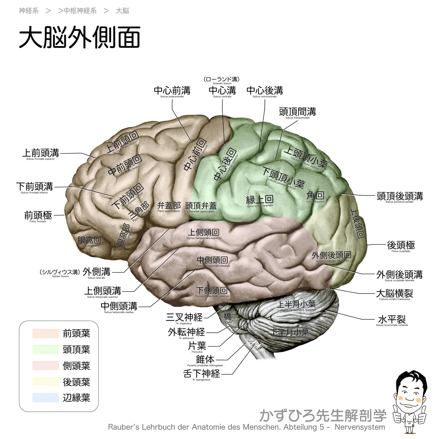 神経系-大脳外側面