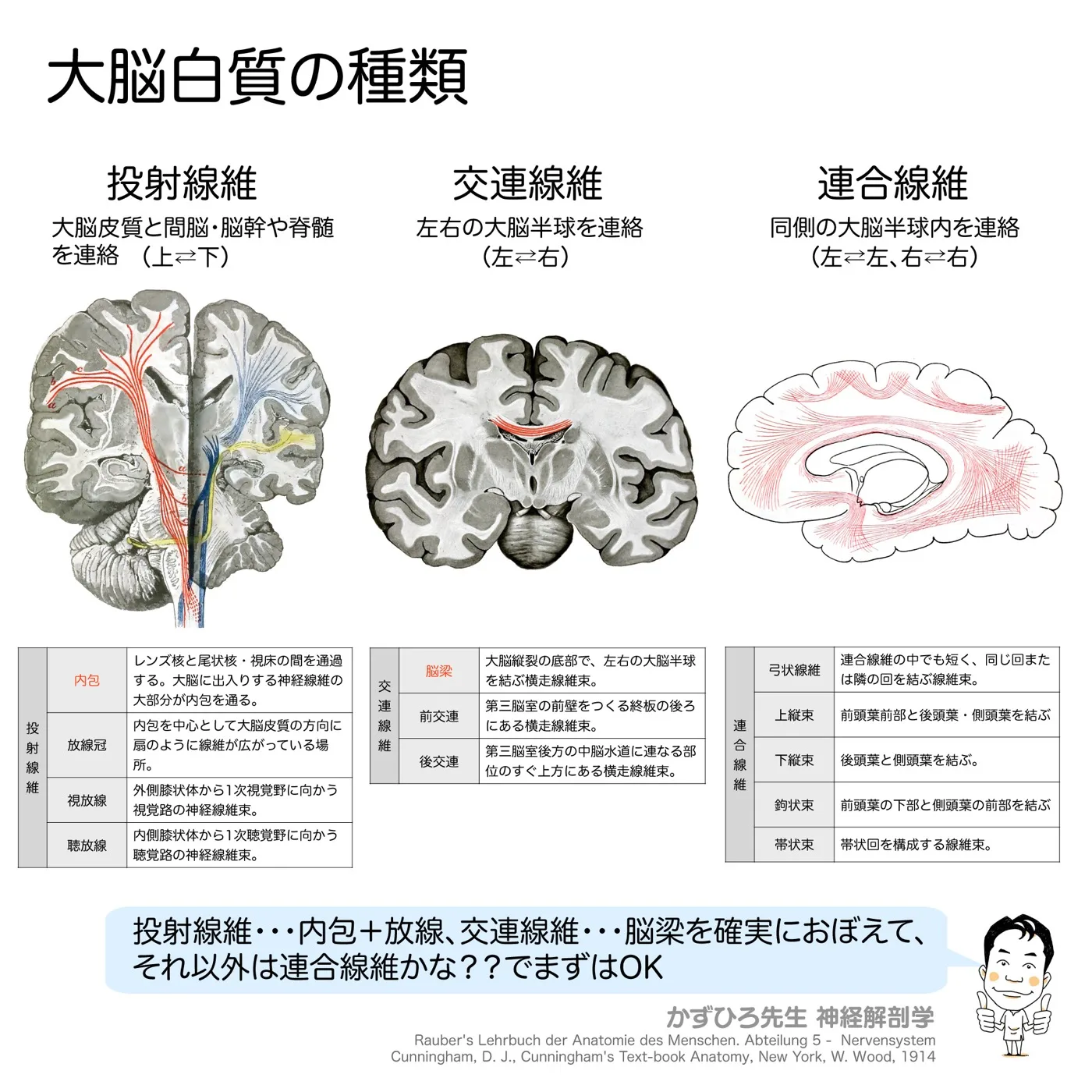 神経系-投射線維・交連線維・連合線維