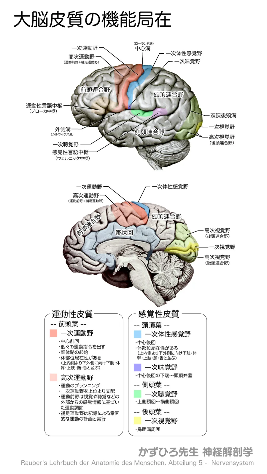 大脳皮質の機能局在