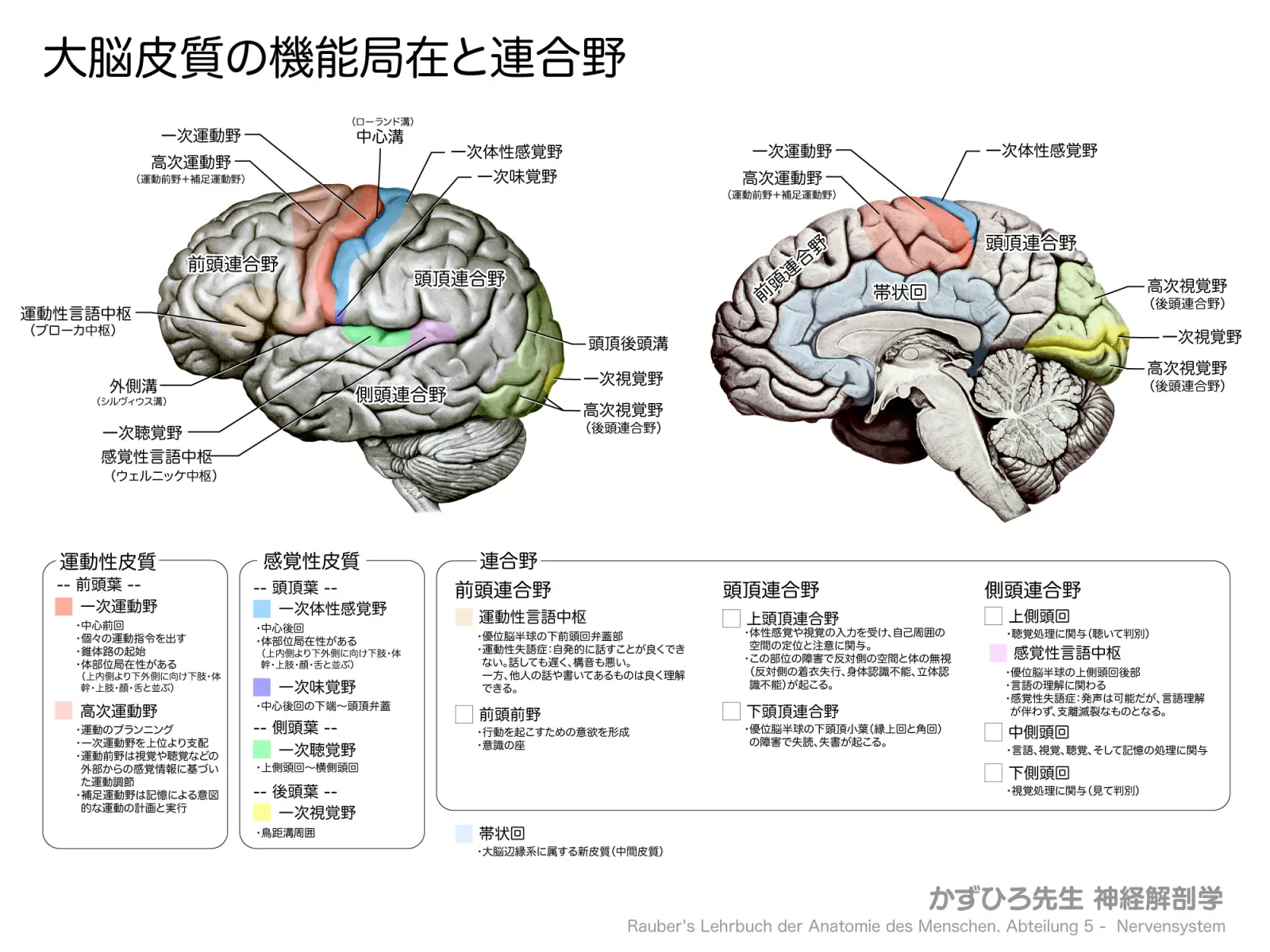 神経系-大脳皮質の機能局在