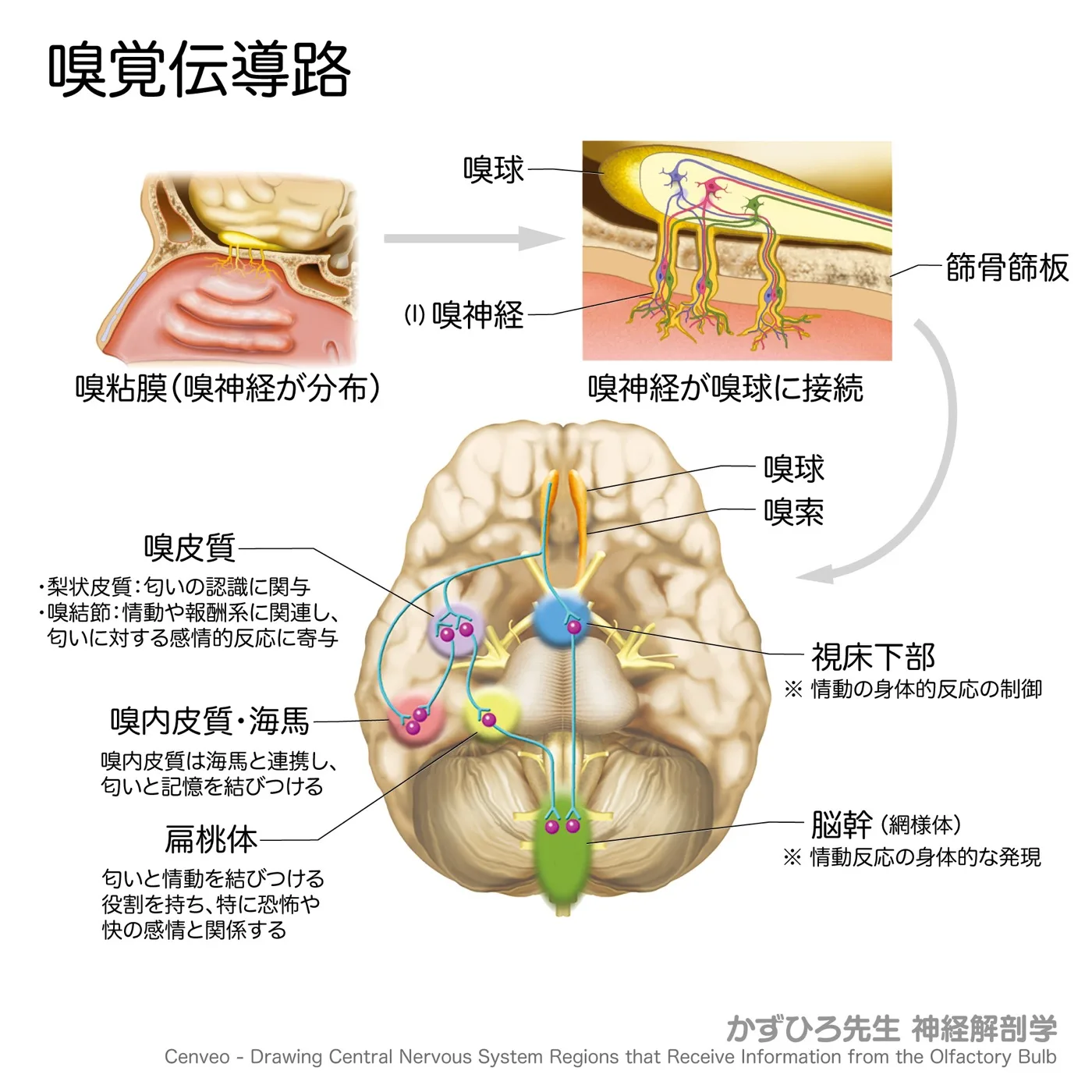 嗅脳と嗅覚伝導路