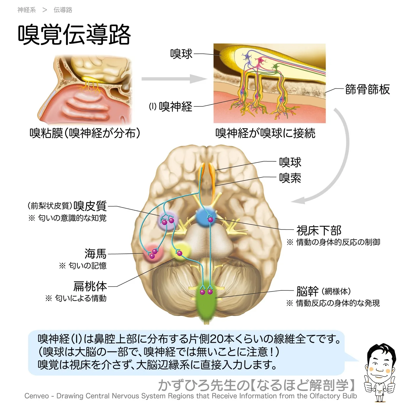 神経系-嗅覚伝導路