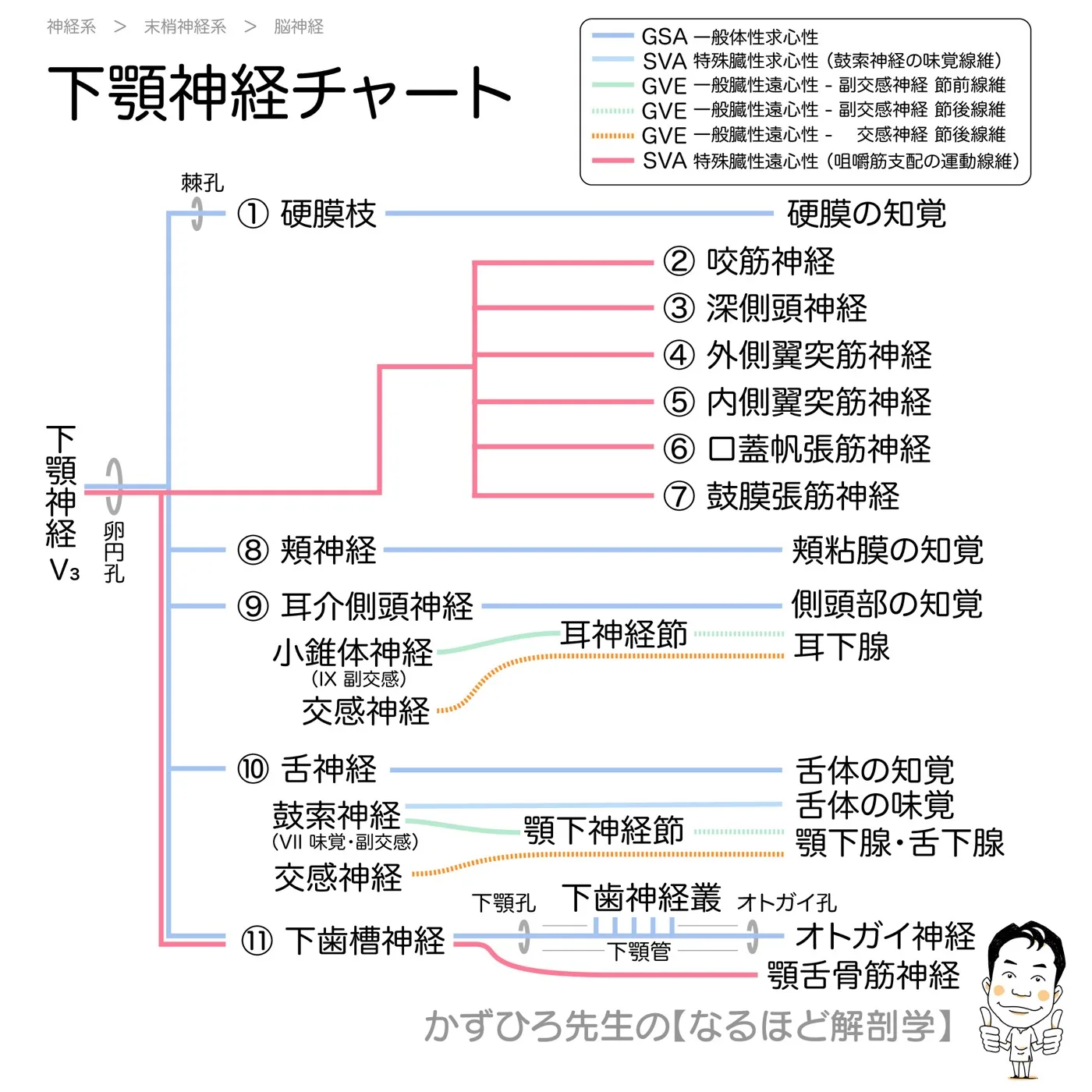 下顎神経チャート