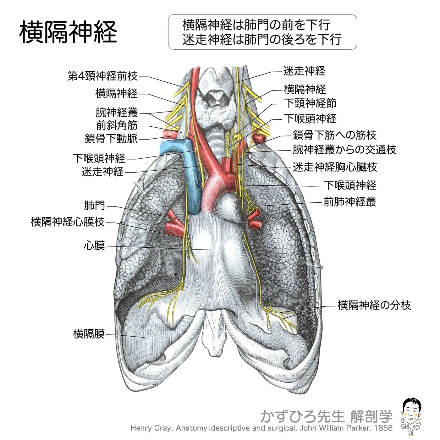 横隔神経