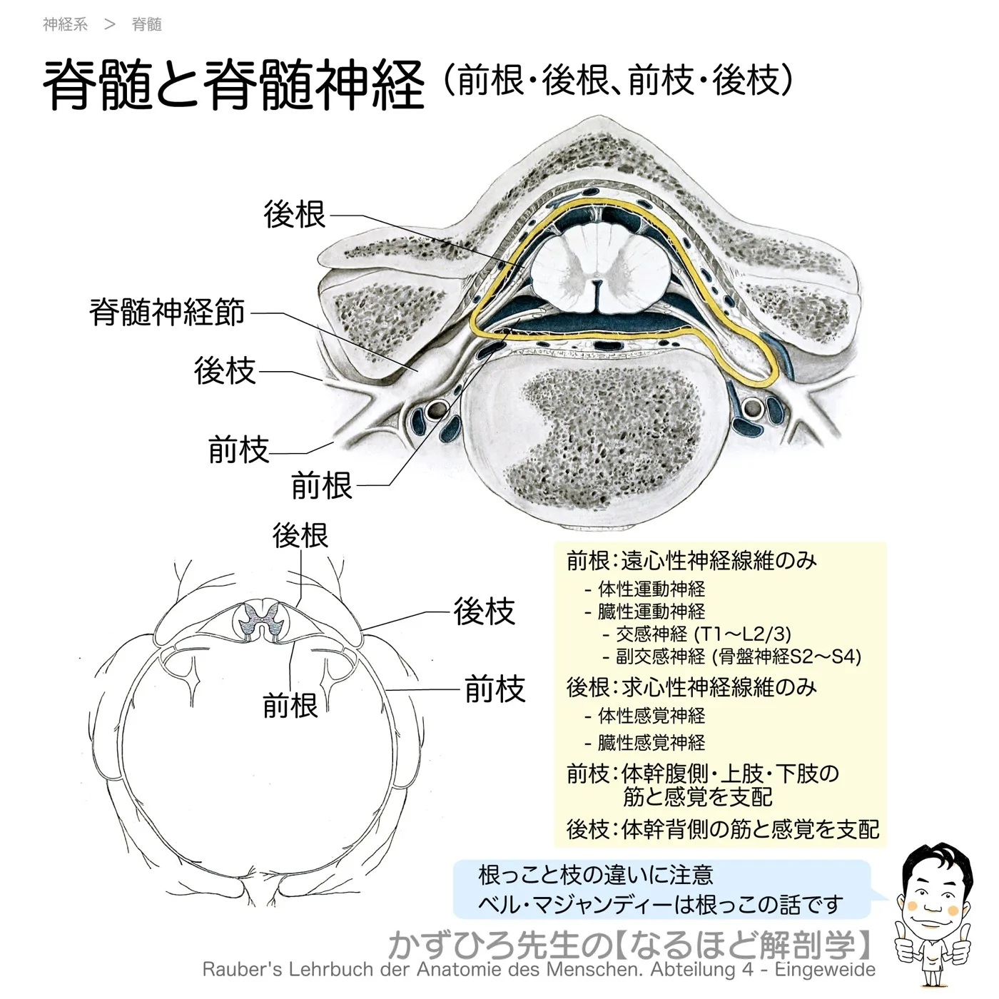 脊柱管の断面と前根・後根、前枝・後肢