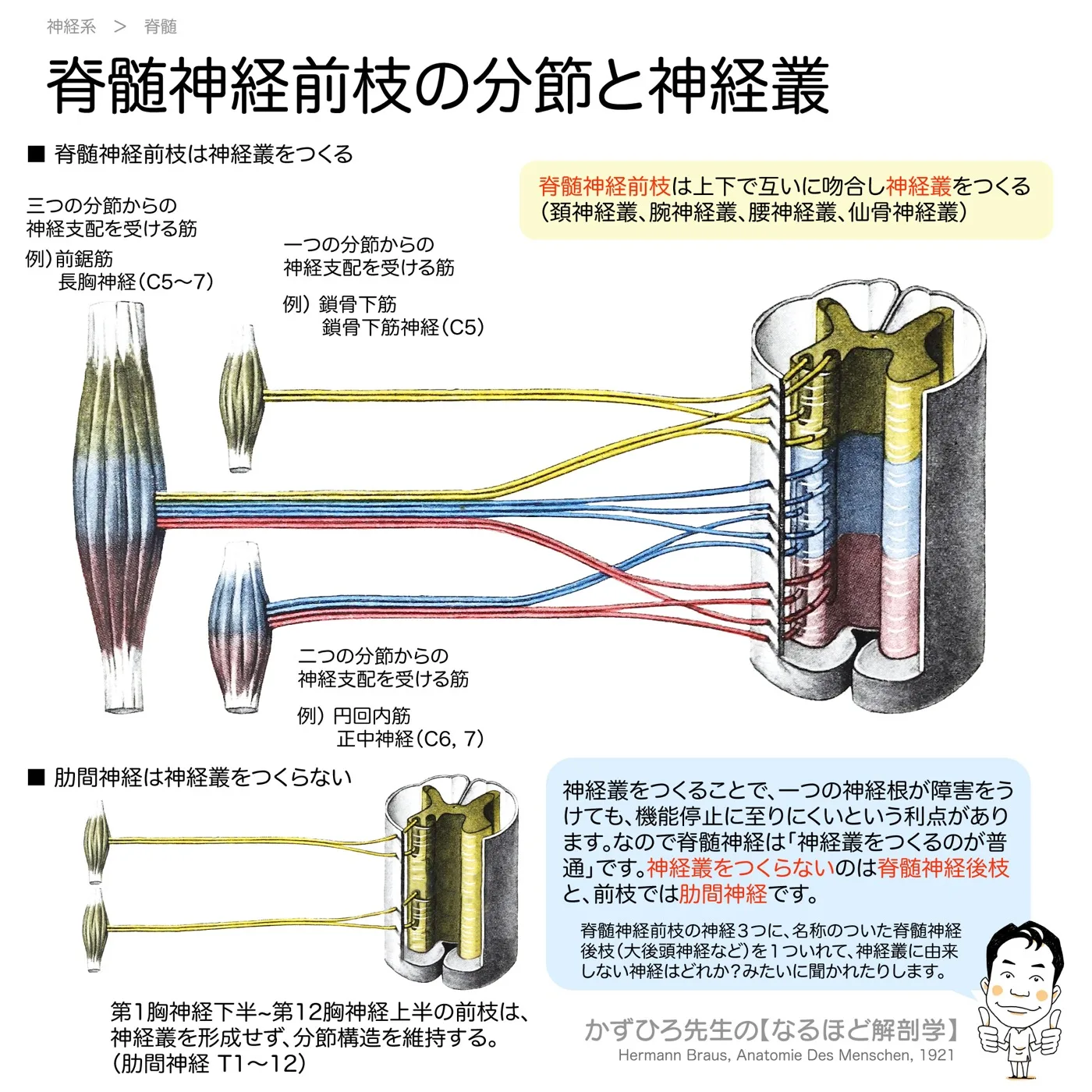 脊髄神経前枝の分節と神経叢