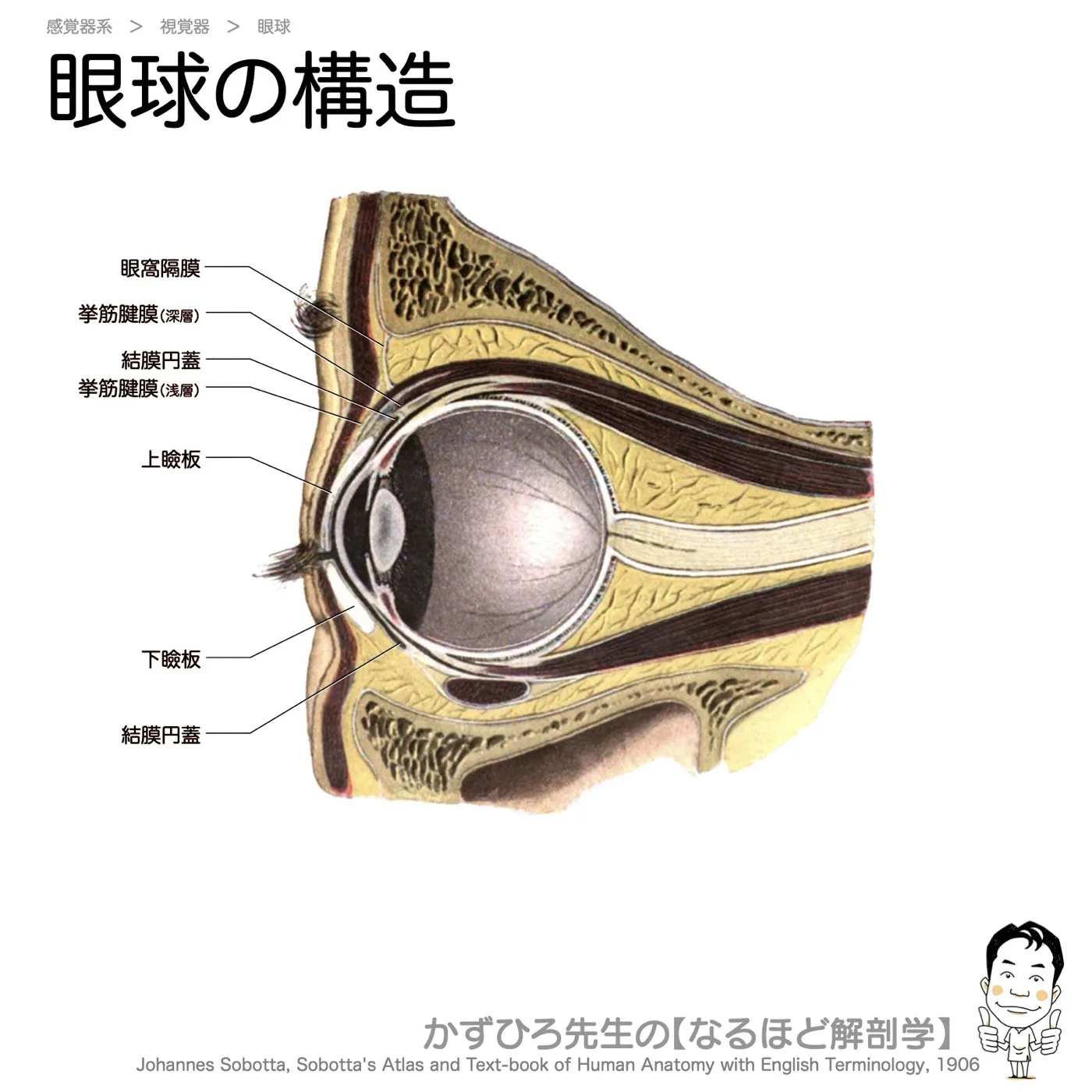 眼球の構造