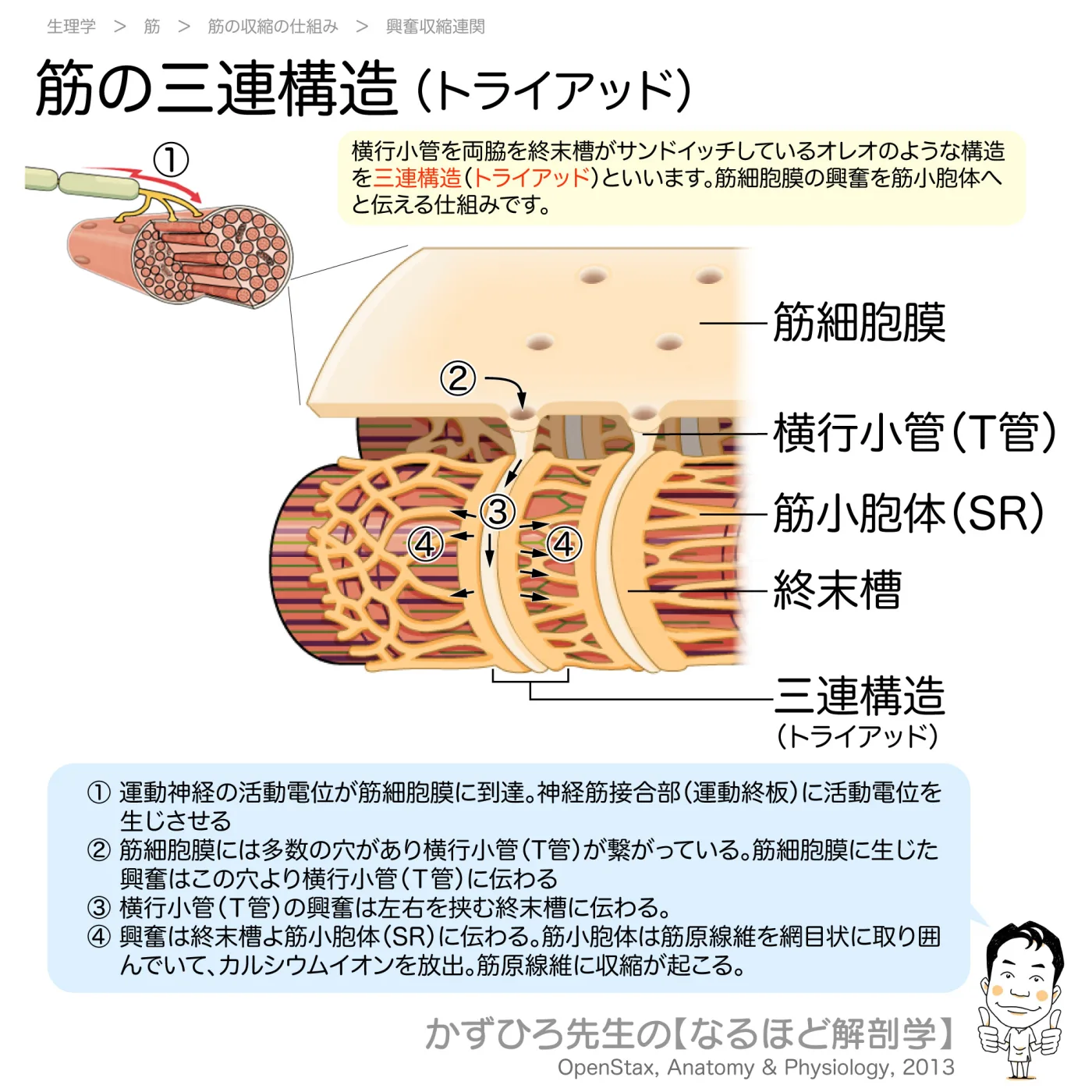 筋の三連構造（トライアッド）