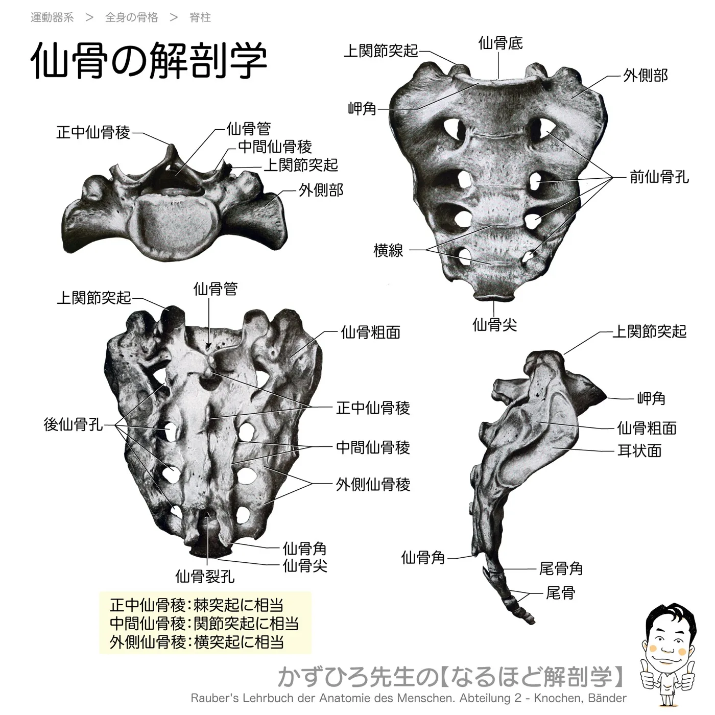 仙骨の解剖学