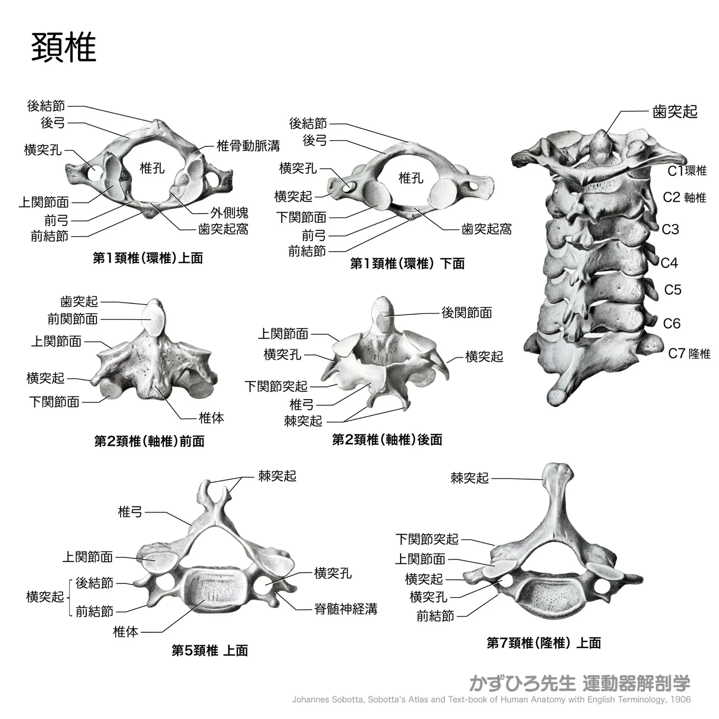 頚椎