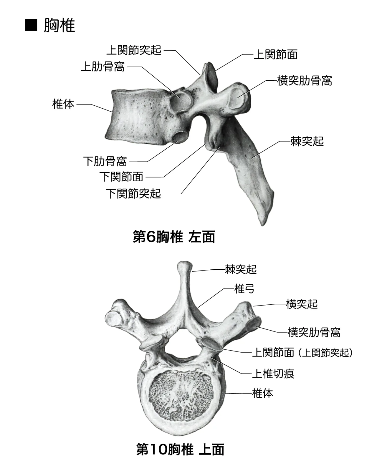 胸椎