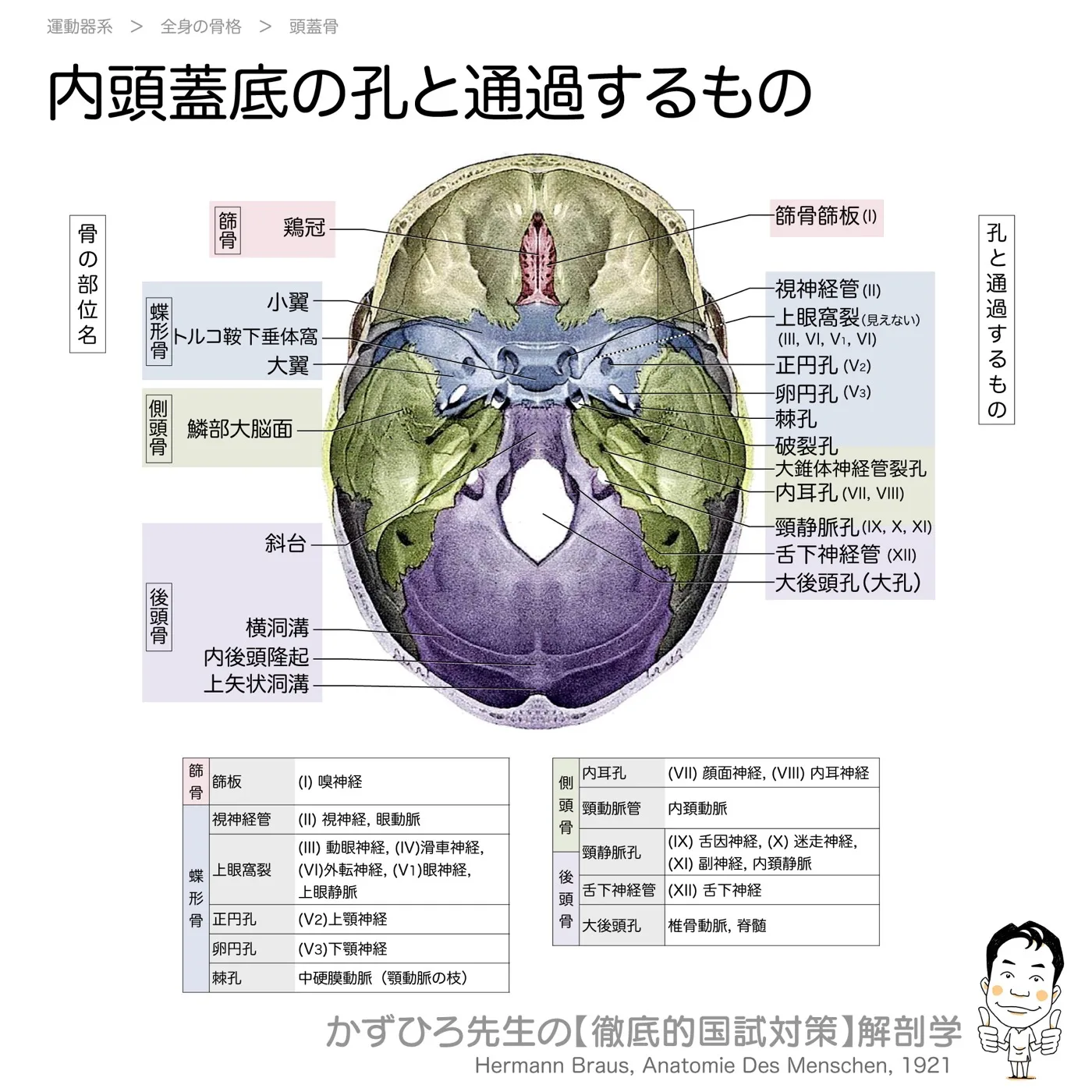 内頭蓋底の孔と通過するもの