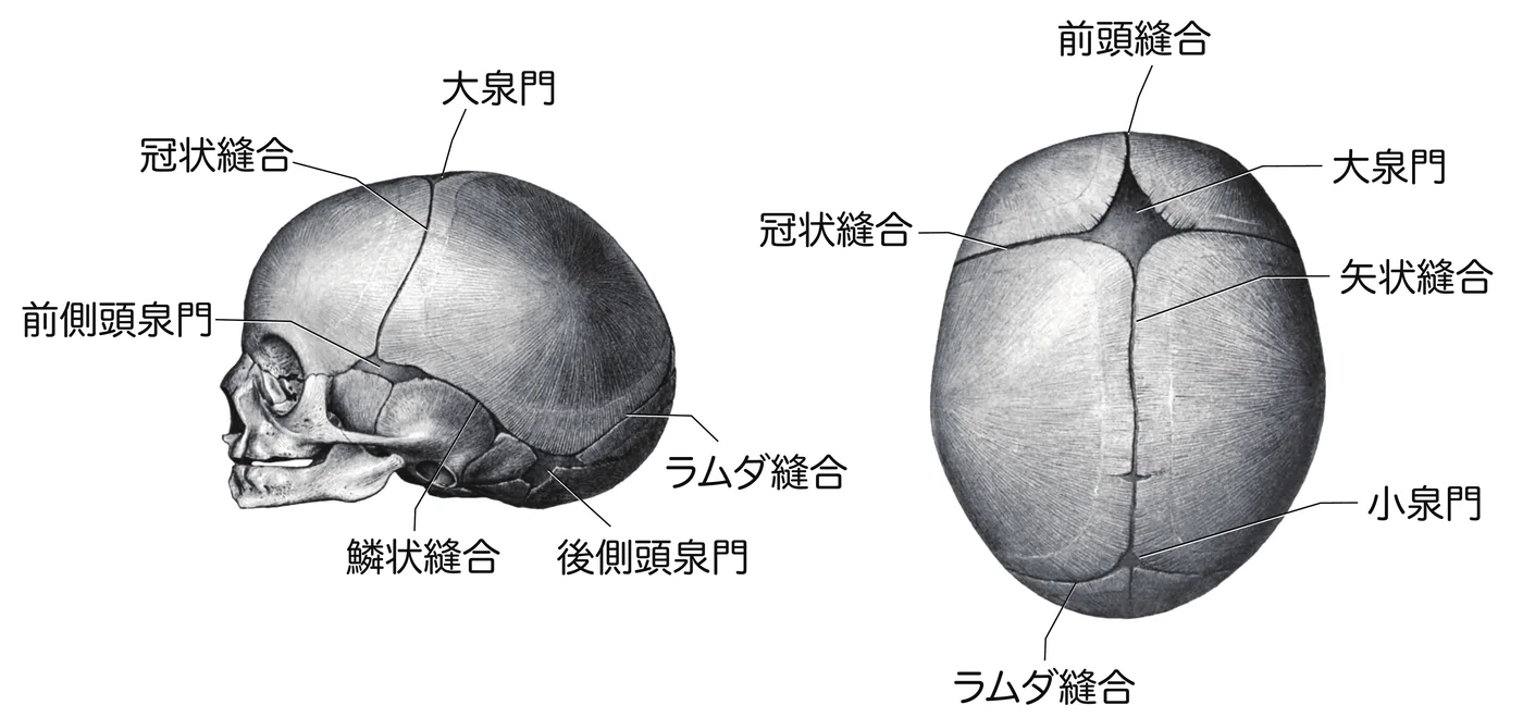 新生児の頭蓋と泉門