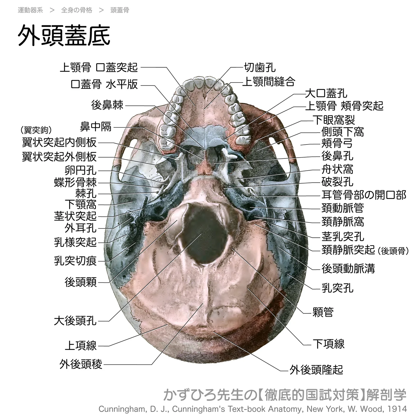 外頭蓋底