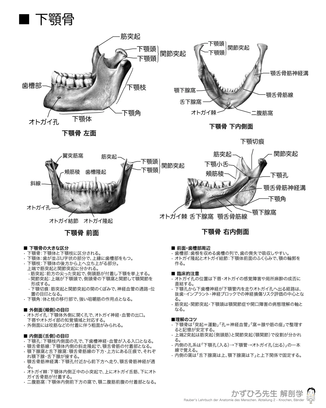 下顎骨