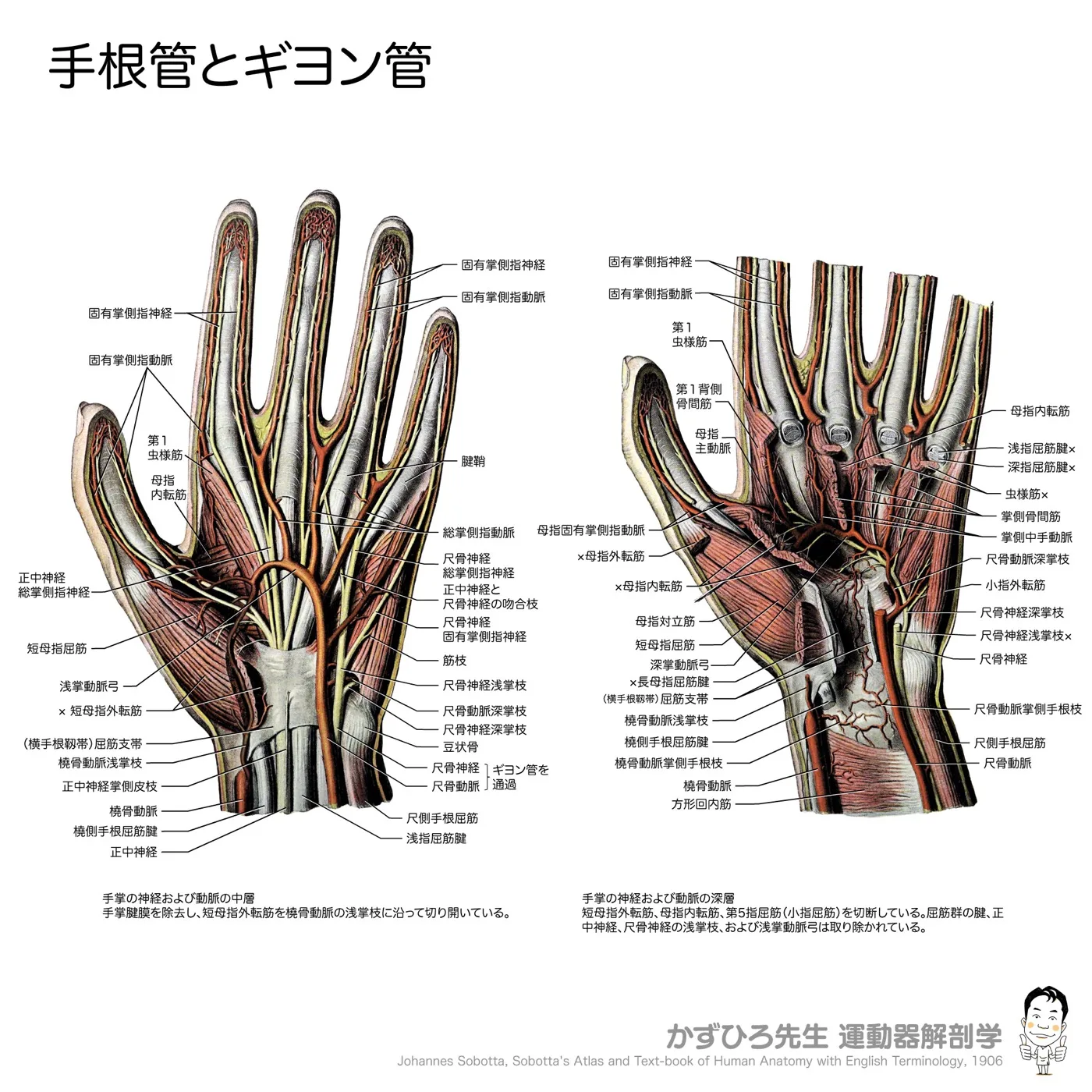 手根管とギヨン管