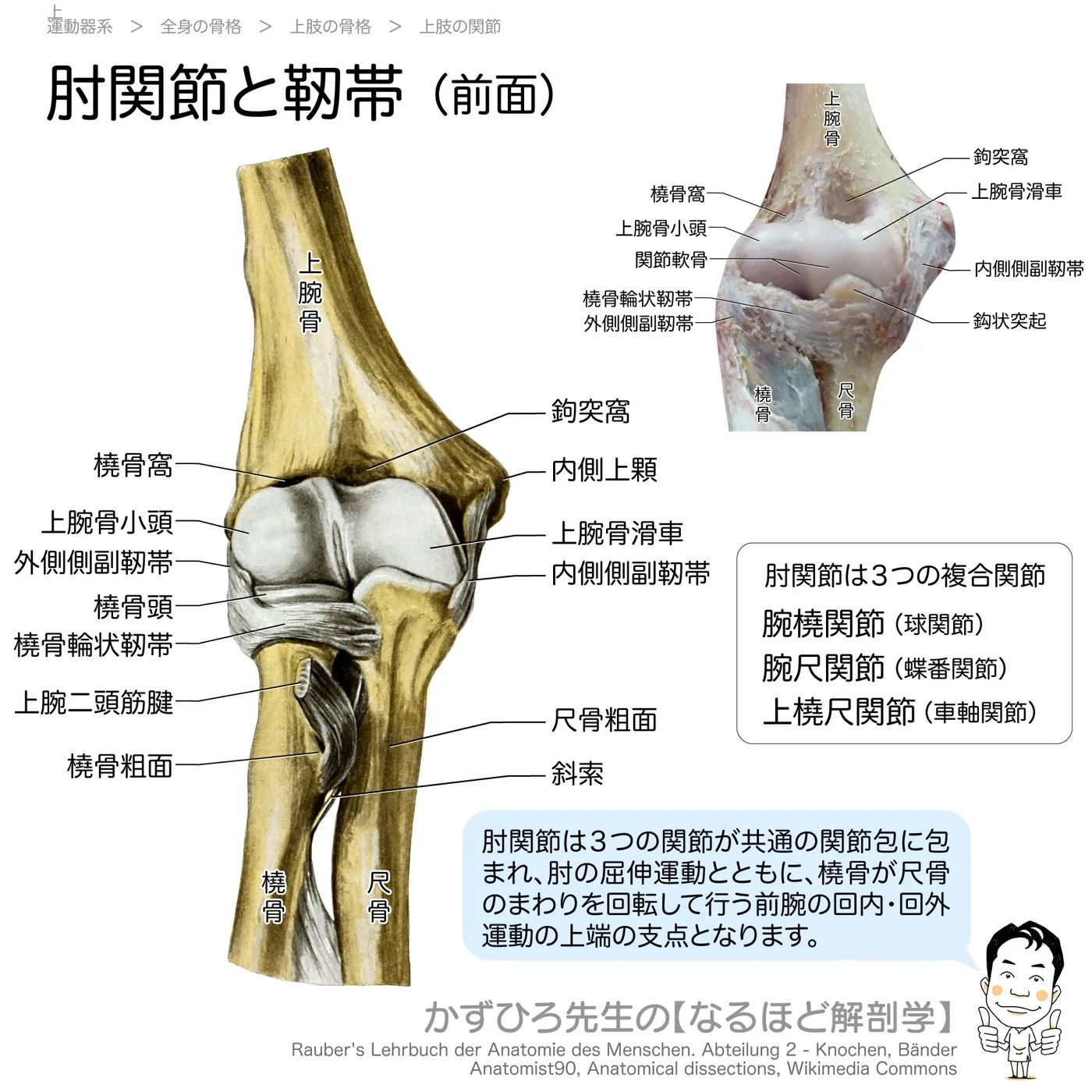 肘関節と靭帯-前面