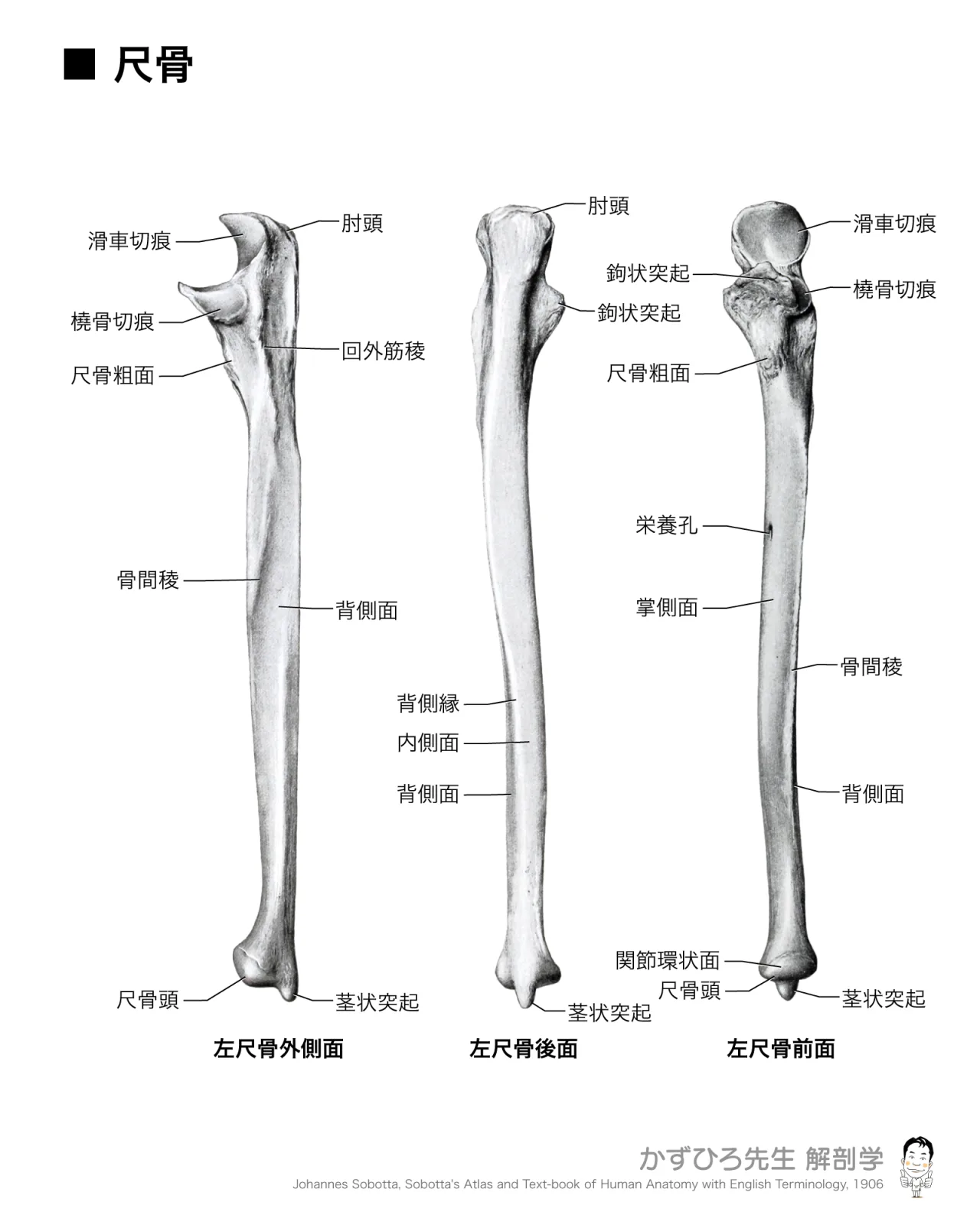 尺骨