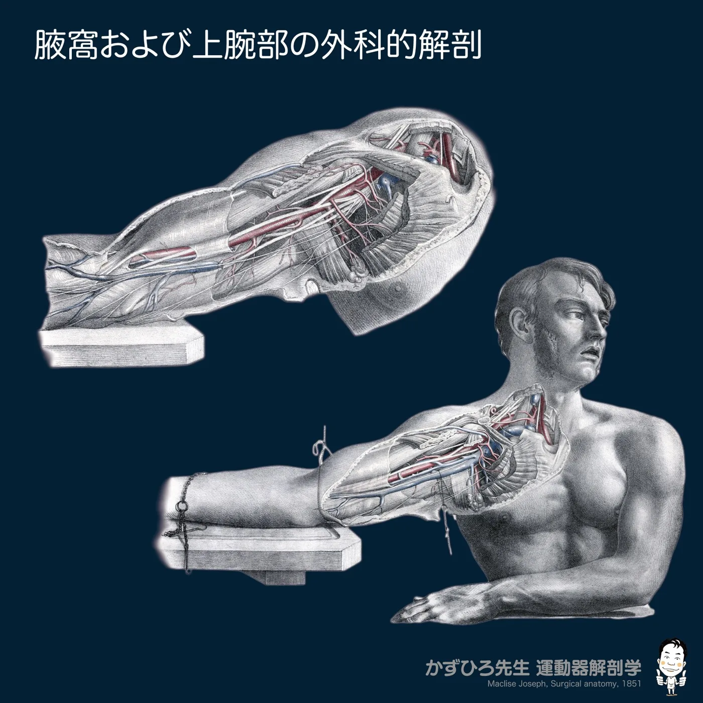 腋窩および上腕部の外科的解剖